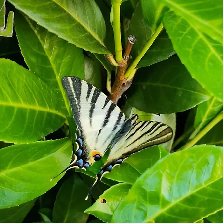 E Alloggi Luis Gianni مزرعة للإقامة Cividale del Friuli